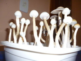 White Lighting 9.JPG