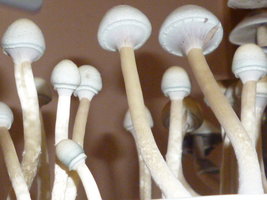 White Lighting 10.JPG