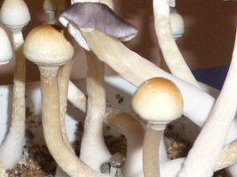 White Lighting 12.JPG