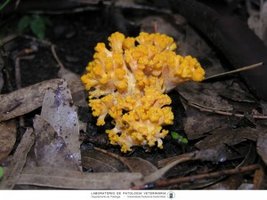 fig1-Cogumelo-Ramaria-300x225.jpg