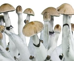 Zstrain freespore.com Cubensis-zstrain.jpg