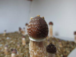 IMG_1835.JPG