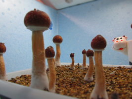 IMG_1862.JPG