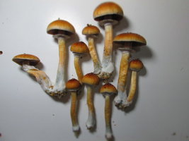 IMG_1926.JPG