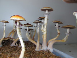 IMG_2113.JPG