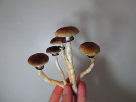 IMG_2124.JPG