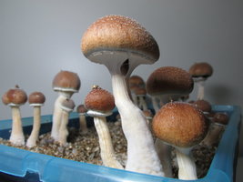 IMG_2217.JPG