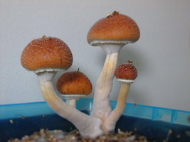 IMG_2223.JPG