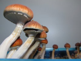IMG_2225.JPG