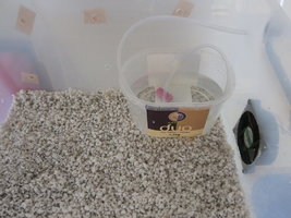 IMG_3481.JPG