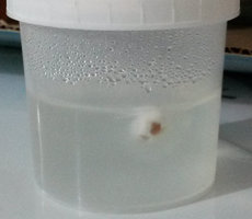 G2CL_1111.jpg