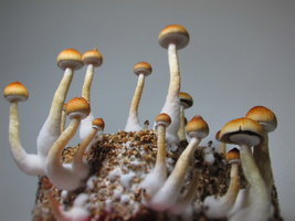 IMG_2665.JPG