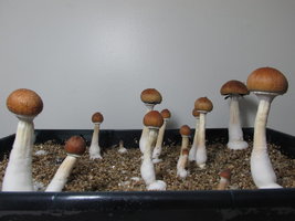 IMG_2683.JPG