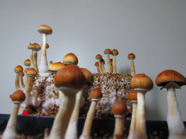 IMG_2688.JPG