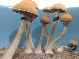 burma ashtar.jpg