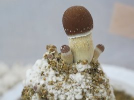IMG_3638.JPG