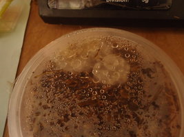 DSC00948.JPG