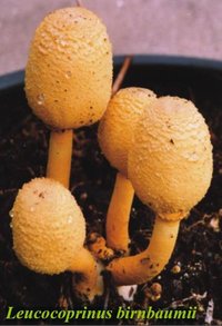 Leucocoprinus birnbaumii-crop.JPG