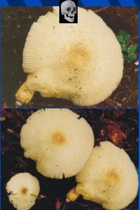 Leucocoprinus birnbaumii 2-crop.JPG