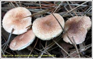 lepiota sub jpgt.jpg