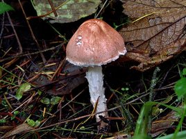 Lepiota_subincarnata_117620.jpg