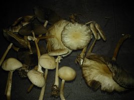 WP_001561.jpg