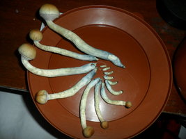SAM_0836.JPG