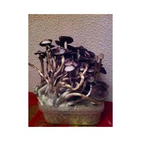 magic-mushrooms-growbox-psilocybe-cubensis-moby-dick.jpg