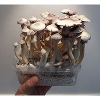 moby-dick (5).jpg