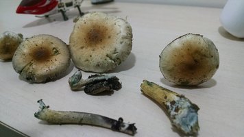 IMG_20141219_204720179.jpg