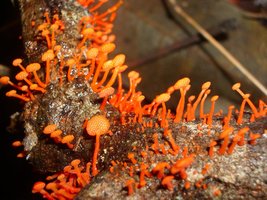 Dyctiopanus.JPG