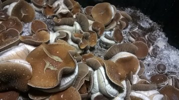 KSSS freakinflip Shroomey 883868300-WP_20141217_12_35_57_Pro1.jpg