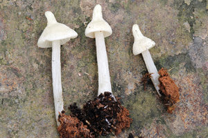 Entoloma stylophorum Linas Kudzma (baravykas) 292915.jpg