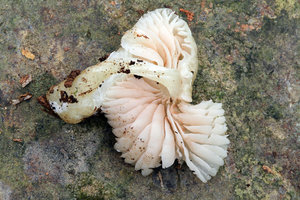Entoloma stylophorum Linas Kudzma (baravykas) 292917.jpg