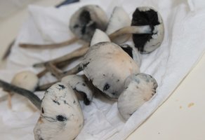 IMG4.jpg