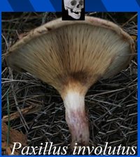 paxillus-crop.jpg