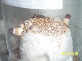 100_4135.JPG