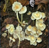 hypholoma subviride-crop.jpg