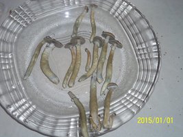 100_4238.JPG