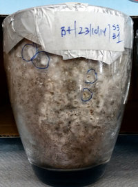pf_1213_1.jpg