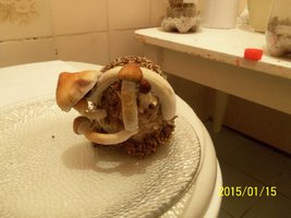 100_4374.JPG