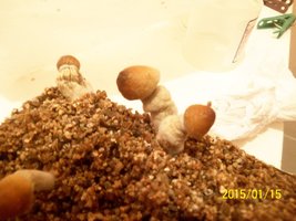 100_4375.JPG