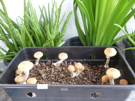 Thai BHT 3.JPG