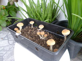 Thai BHT 7.JPG