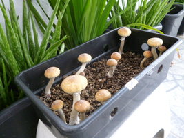 Thai BHT 8.JPG