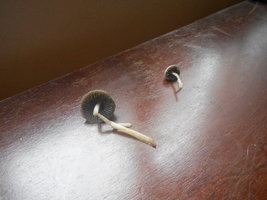 DSCN0915.JPG