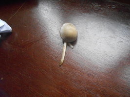 DSCN0916.JPG