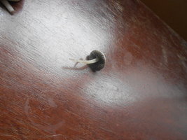 DSCN0917.JPG