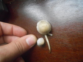 DSCN0919.JPG