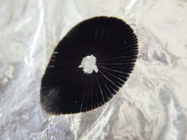 DSCN6445.JPG